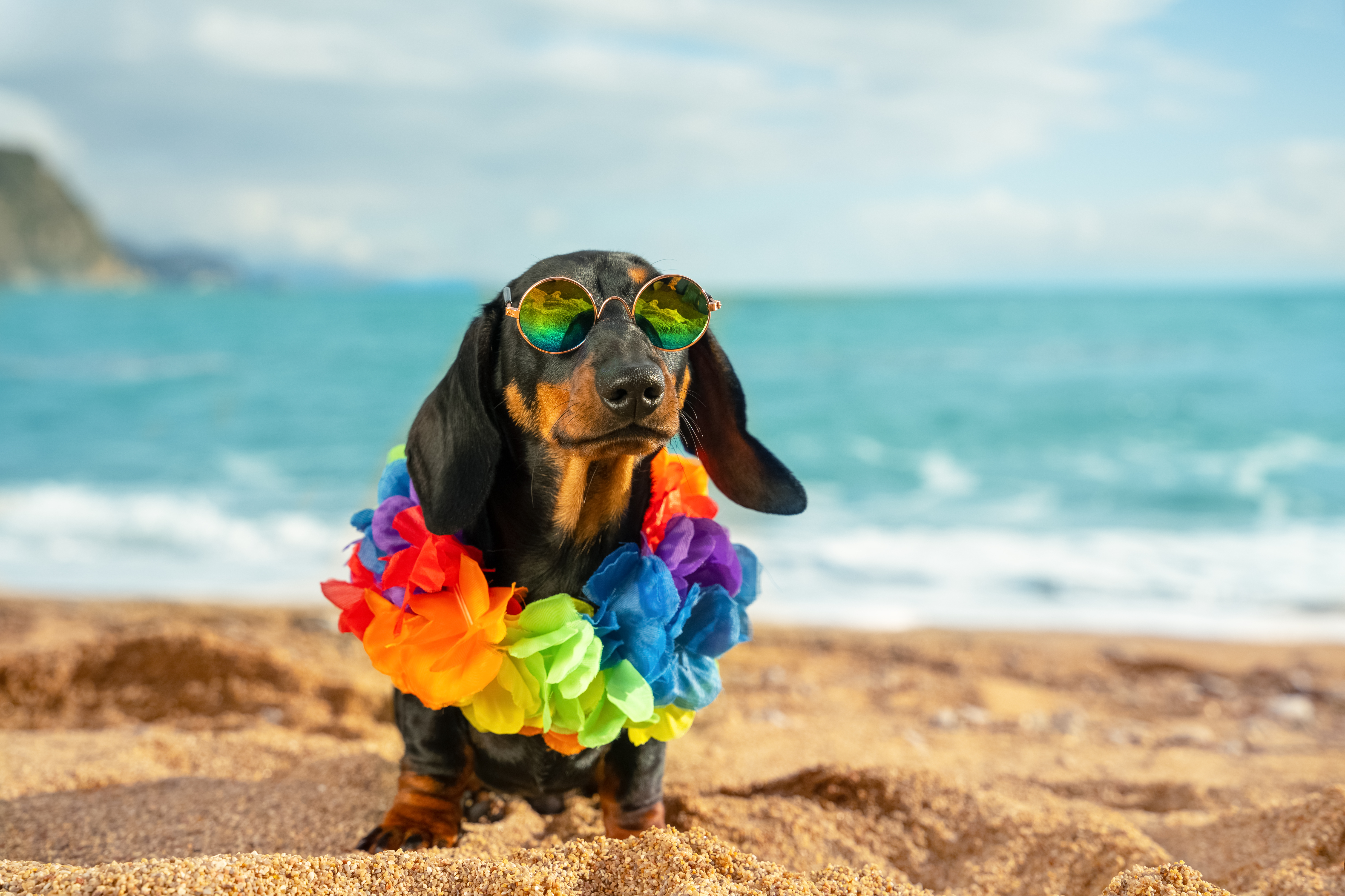 Things To Do https://ameliabestvrr.icnd-cdn.com/images/thingstodo/shutterstock_1916248049.jpg